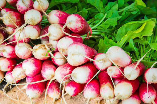 A stack of freshly picked organic radish offered for sale at a Vermont farmers market.