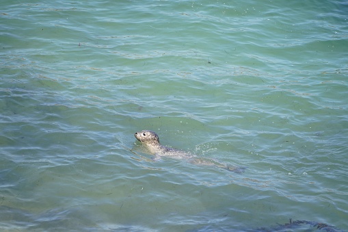 A smiling harbor seal swimming in the crystal blue waters of its natural habitat