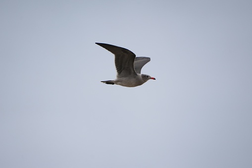 A white seagull soaring through a cloudless blue sky
