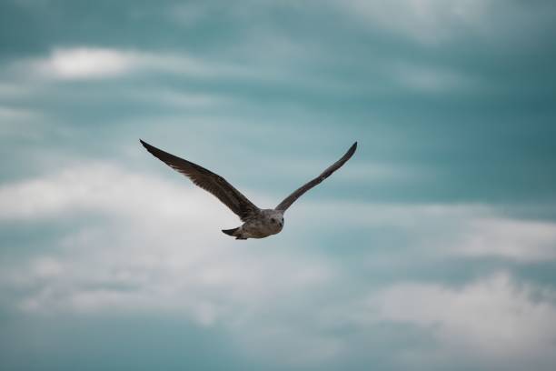 istock bird soaring through the sky, its wings stretched wide as it glides gracefully with the wind 1742638641