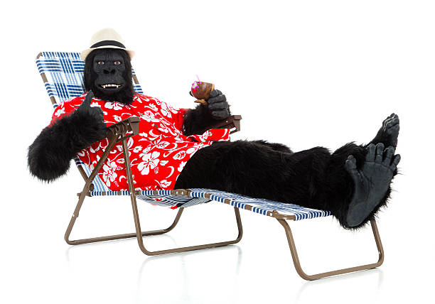 Gorilla on Vacation A gorilla in a floral shirt holding a coconut beverage. gorilla photos stock pictures, royalty-free photos & images