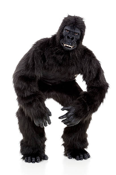 Gorilla on White A gorilla on a white background. serious monkey stock pictures, royalty-free photos & images