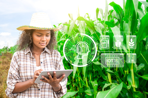 A young farmer is using a smart farm app on a tablet of corn farming