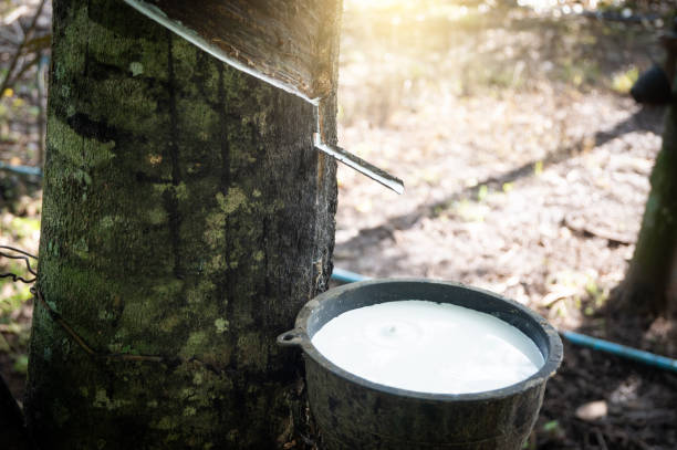 istock Latex in a cup At a farm in Thailand 1742639962