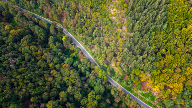 istock Winding road through autumnal forest 1742647132