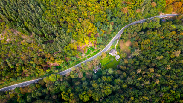 istock Winding road through autumnal forest 1742647148