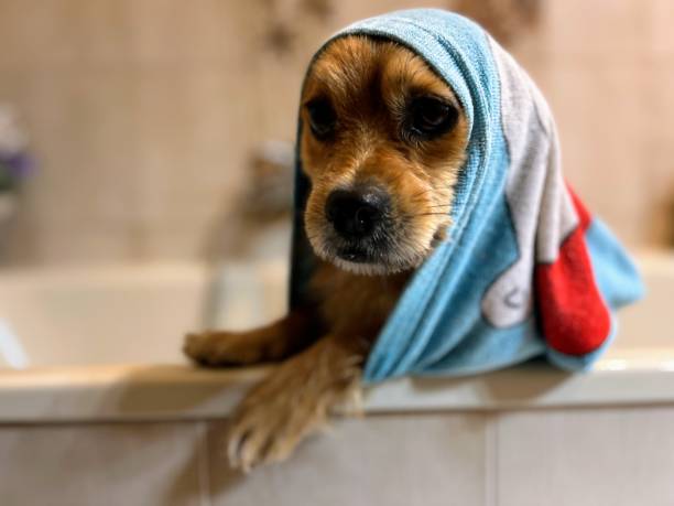 istock Wash, clean, dry and perfume your pets. 1742649182