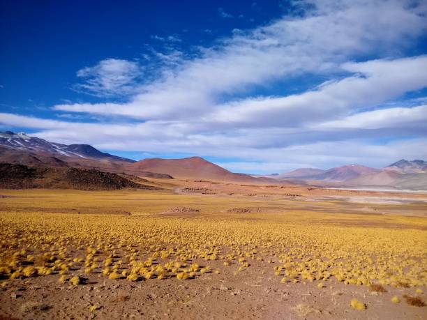 istock Altiplano. Arid climate, vegetation and mountains in Chile 1742651574