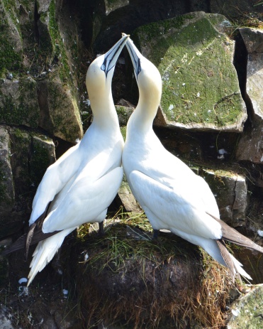 A mating pair of adult northern gannets (Morus bassanus) intertwines their beaks while sitting on their nest at Bird Rock, Cape Saint Mary's Ecological Reserve, Newfoundland, Canada.