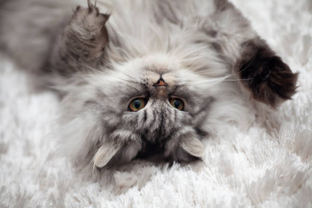 istock a cute kitty lying on the floor 1742654182