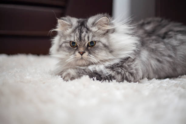 istock a cute kitty lying on the floor 1742658313