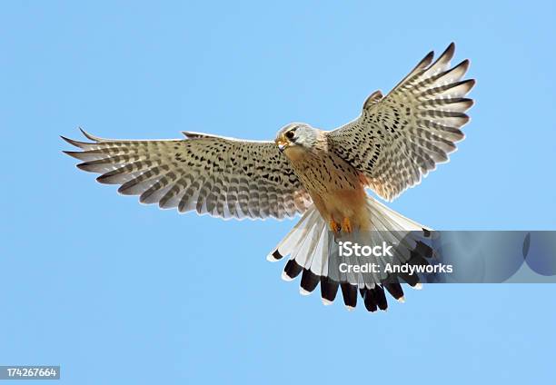 Common Turmfalke Stockfoto und mehr Bilder von Falke - Falke, Echter Falke, Turmfalke