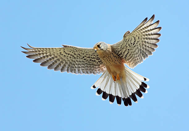 Common Kestrel (Falco tinnunculus) stock photo