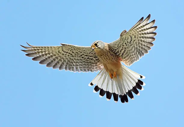 Hovering Common Kestrel (Falco tinnunculus).