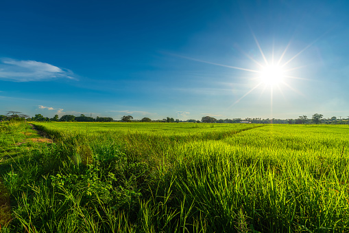 Scenic view landscape of Rice field green grass with field cornfield or in Asia country agriculture harvest with fluffy clouds blue sky daylight background.