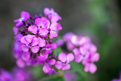 Colorful petunia flowers isolated on white background