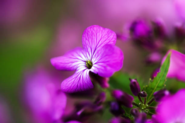 istock Lilac flowers close-up 1742678575