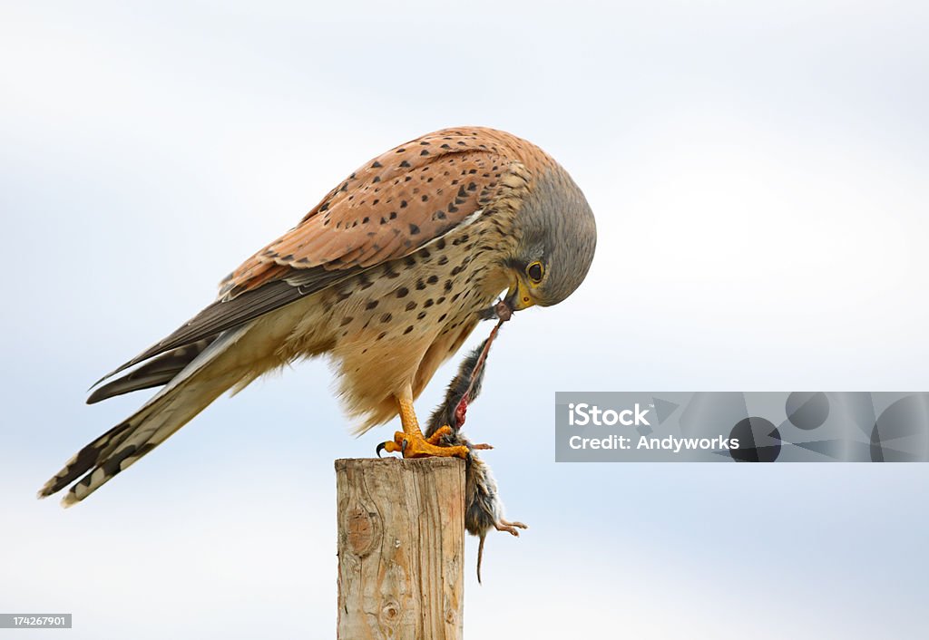 Kestrel Falcon mit der Maus - Lizenzfrei Turmfalke Stock-Foto