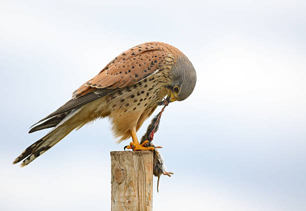 Kestrel Falcon With Mouse Kestrel falcon eating a mouse. I made this photo with a 300mm lens. I was only 4 meter away from this shy bird without hiding myself. falco tinnunculus stock pictures, royalty-free photos & images