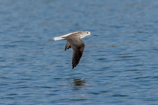 istock a seagull flying over some shallow water with wings outstretched 1742689451