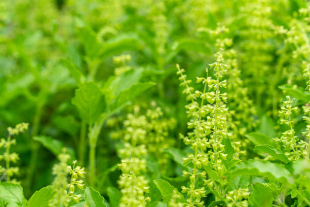 campo de manjericão tailandês grande arbusto de manjericão doce com flor florescente e pétalas brancas. flor de erva culinária caseira no jardim de quintal orgânico fundo da natureza de manjericão nativo do sudeste da ásia. - leaf branch tree green - fotografias e filmes do acervo