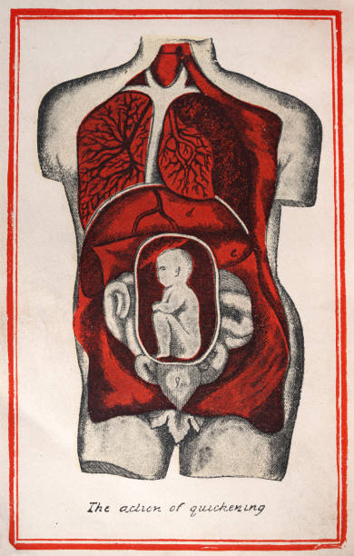 Victorian medical diagram, action of quickening, baby womb, pregnancy, History of medicine, from Aristotle's Masterpiece Vintage illustration Victorian medical diagram, action of quickening, baby womb, pregnancy, History of medicine, from Aristotle's Masterpiece diagram of female reproductive system drawings stock illustrations
