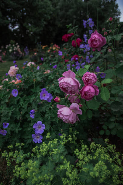 istock Beautiful roses Royal Jubilee 1742691152