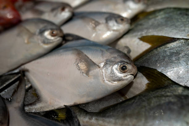 istock Fresh raw fish in the market 1742694504