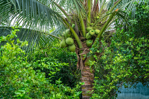Close-up of The green ripe coconut fruit on the coconut tree of the palm tree as a fresh young coconut in the backyard in Thailand
