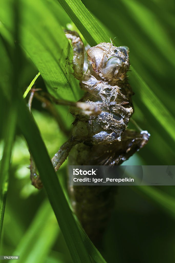 Makro-Fotografie von Insekten - Lizenzfrei Aufwachen Stock-Foto