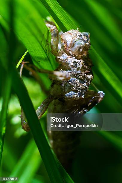 Makrofotografie Von Insekten Stockfoto und mehr Bilder von Aufwachen - Aufwachen, Fotografie, Gras