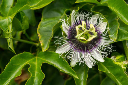 Close-up of the flower of Passiflora edulis or Passion Flower accompanied by several leaves.