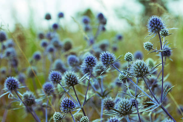 istock Flowers of Thistle at Meadow 174270677