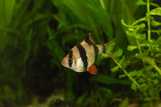 istock tiger barb in fish tank 1742716944