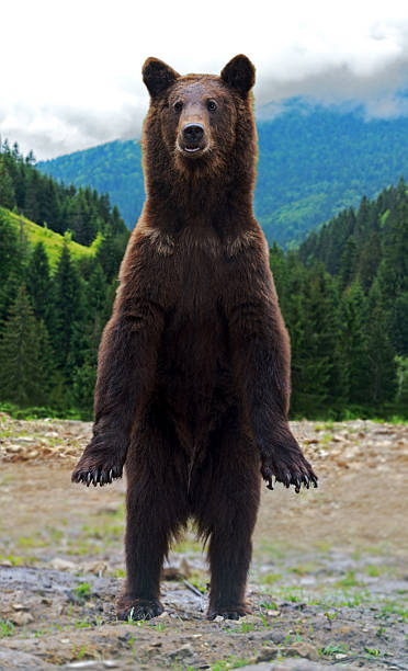 istock Brown bears in the Carpathians. 174272163
