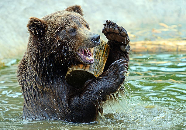 Large Polar Bear playing in the water