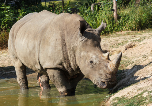 Rhino In Pond Stock Photo - Download Image Now - Africa, Animal, Animal  Wildlife - iStock