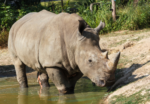 Rhino In Pond Stock Photo - Download Image Now - Africa, Animal, Animal Wildlife - iStock Rhino In Pond Stock Photo - Download Image Now - Africa, Animal, Animal Wildlife - iStock