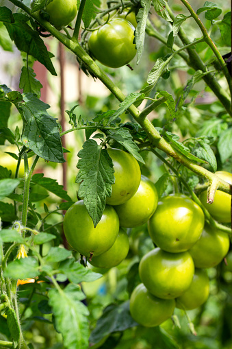 Late unripe green tomatoes grow in the garden in summer. Growing tomatoes as a business. agriculture