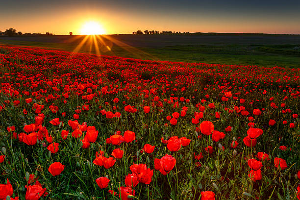 istock Sunset over field with Red poppies 174273763