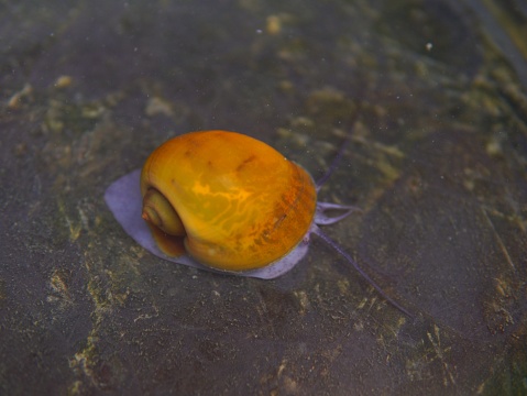 a freshwater snail called Pomacea bridgesii or ( the spike-topped apple snail, mystery snail, keong mas, keong sawah)