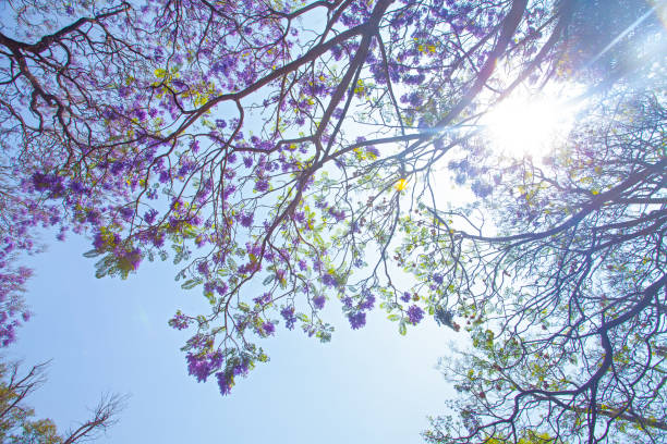 istock Violet Jacaranda flowers blooming against the blue sky, Mexico 1742745226