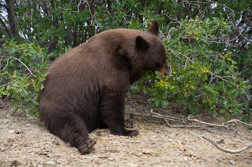 A fat bear eating from a bush in Mesa Verde National Park