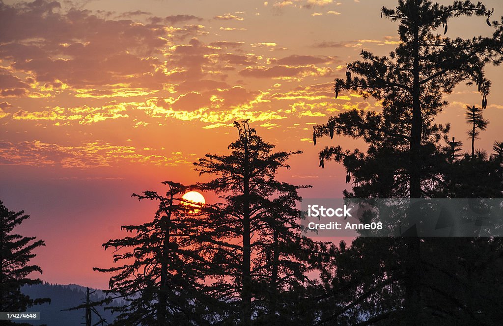 Sequoia silhuetas contra laranja, rosa, vermelho, marsala céus, Kings Canyon - Foto de stock de Parque Nacional Kings Canyon royalty-free