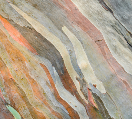 Extraordinary colored bark of Eucalyptus deglupta