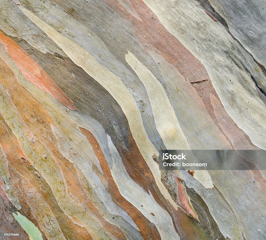 Colored bark texture Extraordinary colored bark of Eucalyptus deglupta Eucalyptus Tree Stock Photo