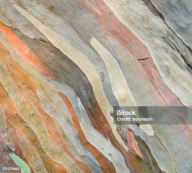 Colored Bark Texture Stock Photo - Download Image Now - Eucalyptus Tree, Plant Bark, Tree