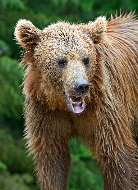 istock Brown bears in the Carpathians. 174274772