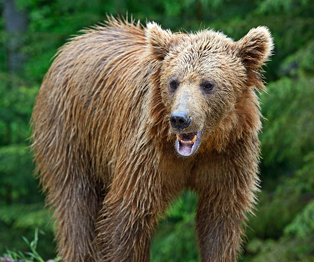 istock Brown bears in the Carpathians. 174274775