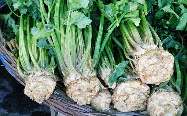 Freshly picked celery roots on display in a basket.